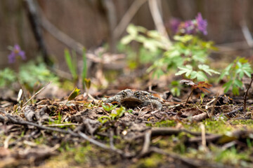 common toad hides among dry foliage and spring vegetation