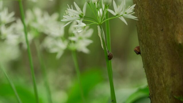 A young baby snail on wild woodland garlic