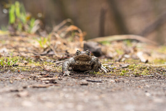 common toad about to cross the road