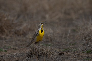 Western Meadowlark singing in arid grasslands