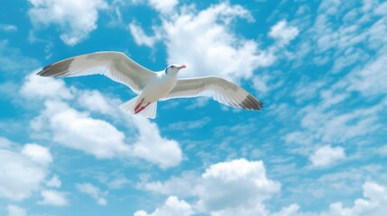 Fototapeta na wymiar seagull fly against the blue sky with clouds. Sea bird gracefully fly in the air. Generative AI