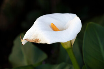 Arum Lily Flower (Zantedeschia aethiopica)