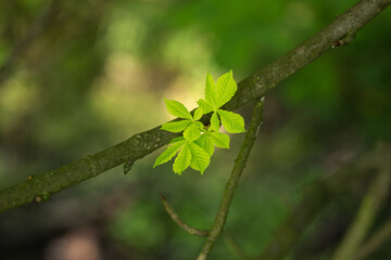 Young chestnut leaves on a branch.