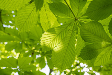 Fototapeta na wymiar Fresh chestnut leaves on a branch.