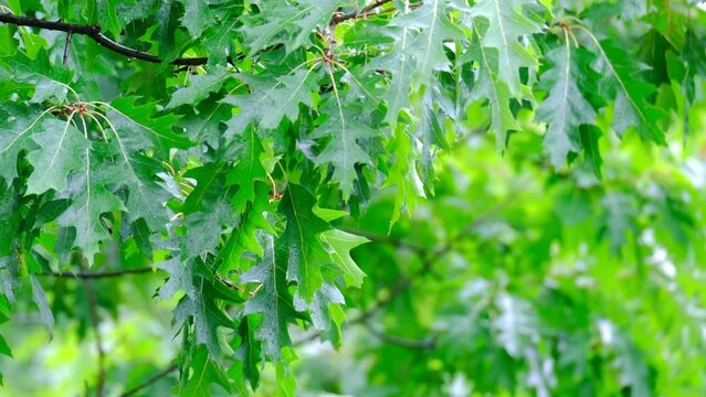 juicy green oak foliage, Quercus palustris flutter in wind, leaves break away from branches, summertime season, good weather, natural, environmental concept, banner for designer