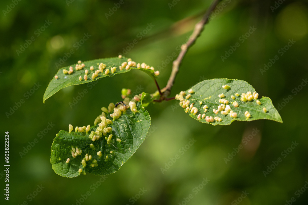 Canvas Prints Insect-infested leaves in close-up outdoors.