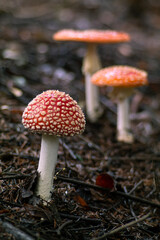 Amanitas in a forest clearing 