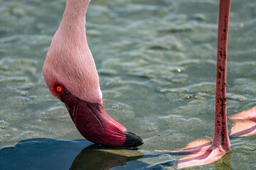 Graceful Majesty: Captivating Close-Up of a Flamingo's Head as It Drinks, Celebrating the Wonders of Nature