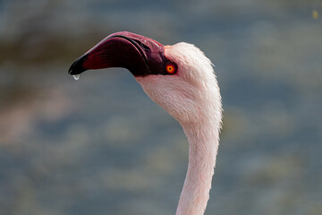 Fototapeta premium Eleganz in Rosa: Nahaufnahme des Kopfes eines wilden Flamingos in seiner natürlichen Pracht