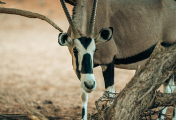 Nahaufnahme des Kopfes einer Wildoryx-Antilope in der Wüste
