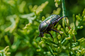 Protaetia cuprea obscura. Protaetia cuprea, also known as the copper chafer.