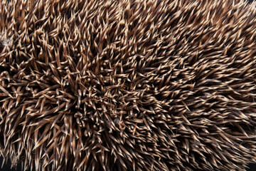 Texture. Animal fur. The coat is long and short. Colored and monochrome wool. Fox wool. Hedgehog fur.