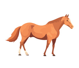 Obraz premium cute pony in rural ranch meadow