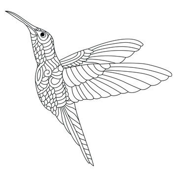 recommend clip art: Zentangle-style hummingbird black and white line art adult coloring book pages.
                    