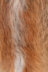 Texture. Animal fur. The coat is long and short. Colored and monochrome wool. Fox wool. Hedgehog fur.