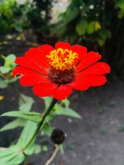 Flor Zinnia Roja