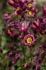 Close-up of purple primrose flowers.