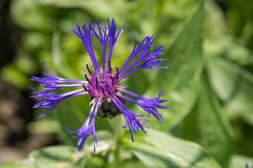 Detail of a blue cornflower flower.
