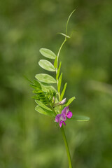 Vetch pink flower and green leaves.