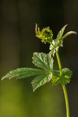 Young upper part of a chrysalis plant.