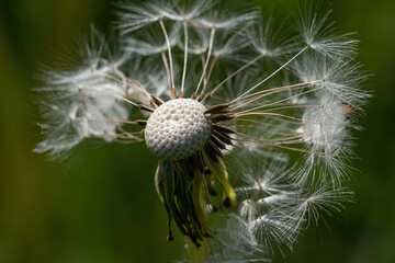 Dandelion - ball with seeds blown up.