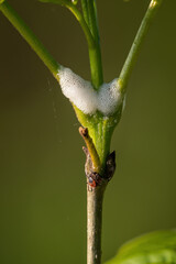 Foam on the base of a tree leaf and a tick.