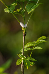 Foam on the base of a tree leaf and a tick.