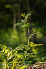 Young upper part of a chrysalis plant.