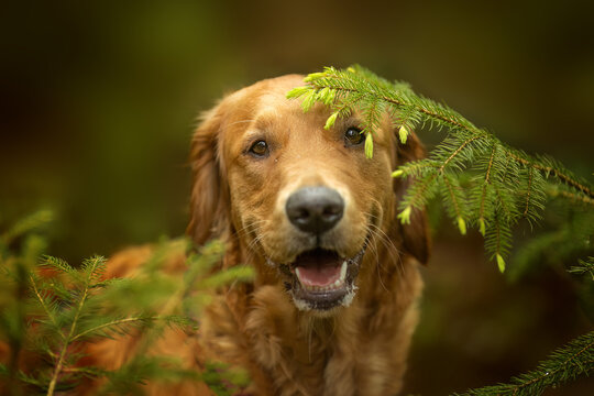 golden retriever puppy
