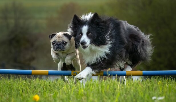border collie dog