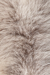 Texture. Animal fur. The coat is long and short. Colored and monochrome wool. Fox wool. Hedgehog fur.