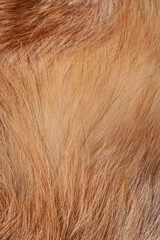 Texture. Animal fur. The coat is long and short. Colored and monochrome wool. Fox wool. Hedgehog fur.