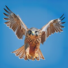 Striking Saker Falcon in Flight against Clear Sky