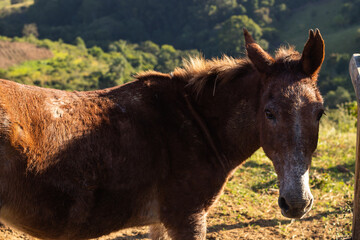 Medium Close Up of a brown donkey (jackass), with a beautiful shadow created by the sunlight, on a farm in the countryside of Minas Gerais, Brazil - Closeup de um burro marrom, interior de MG, Brasil
