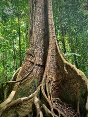 vue sur un tronc d'arbre tropical avec de grande racines
