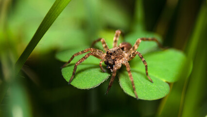 Spider