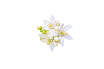 Neroli blossom. Orange tree white flowers and buds bunch isolated transparent png. Citrus bloom.