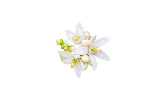 Neroli blossom. Orange tree white flowers and buds bunch isolated transparent png. Citrus bloom.