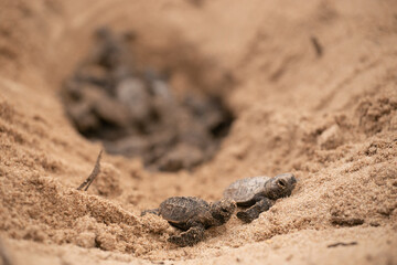 Tortugas Marinas saliendo del nido
