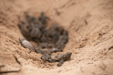 Tortugas Marinas saliendo del nido
