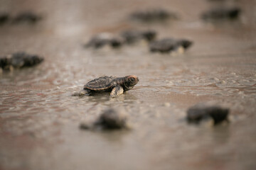 Tortugas Marinas llegando al mar