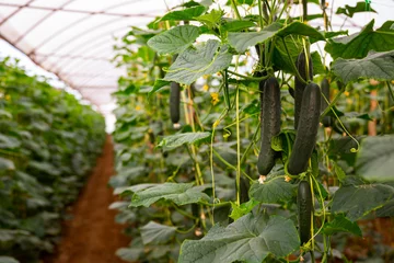 Gordijnen Ripe cucumbers grow on branches in farm greenhouse © JackF