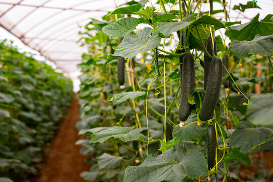Ripe cucumbers grow on branches in farm greenhouse