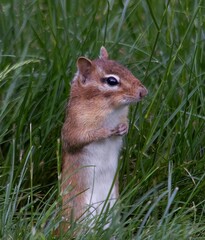 chipmunk in the grass