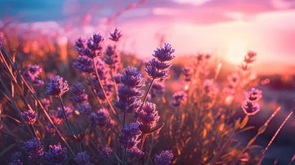 Fotobehang Purple lavender flowers with sunset illustration © Absent Satu