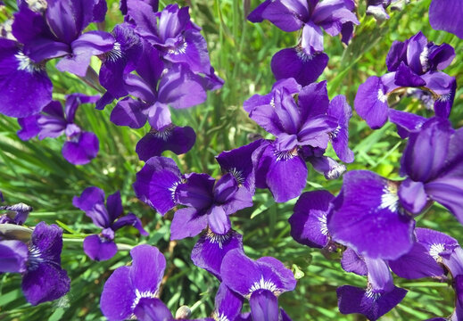 botanical floral pattern of violet iris flower heads from above