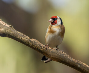 Beautiful goldfinch bird with beautiful bright feather plumage perched on a branch in the forest with natural woodland background in the sunshine 