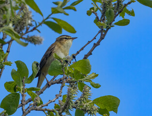 Sedge warbler bird in Scotland in the spring singing its very complex song from the top of a green leaf bush with bright blue sky in the sunshine in spring 