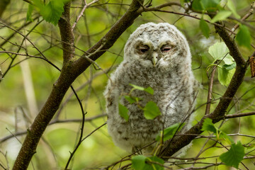 Juvenile tawny owl just out of the nest and newly fledged, tawny owlet hidden and tucked away in daylight in a tree in the forest
