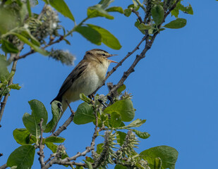 Sedge warbler bird in Scotland in the spring singing its very complex song from the top of a green leaf bush with bright blue sky in the sunshine in spring 